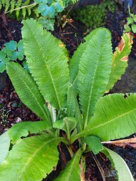 Primula bulleyana Forrest resmi