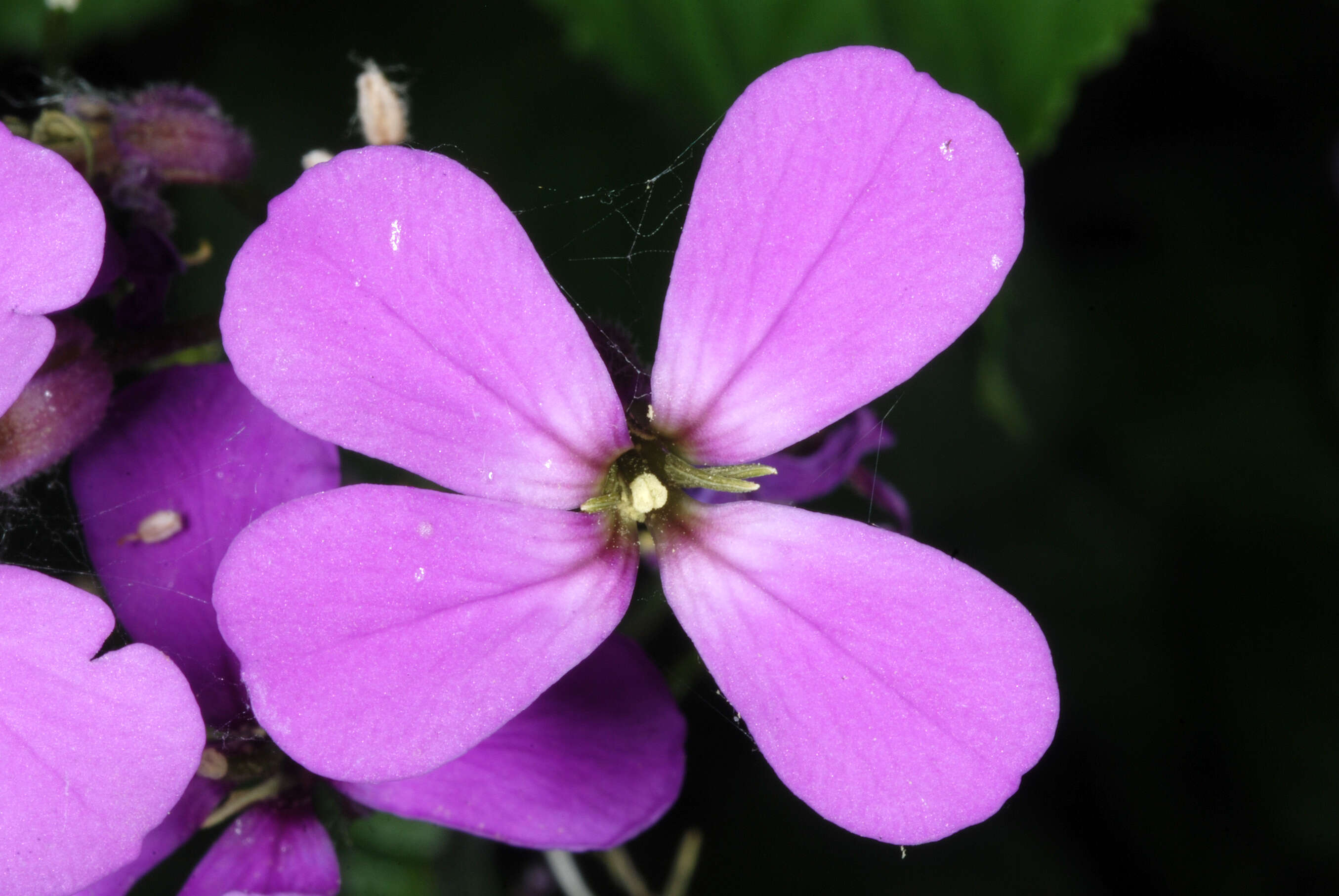 Imagem de Hesperis matronalis L.