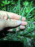 Image of <i>Sporobolus indicus</i>
