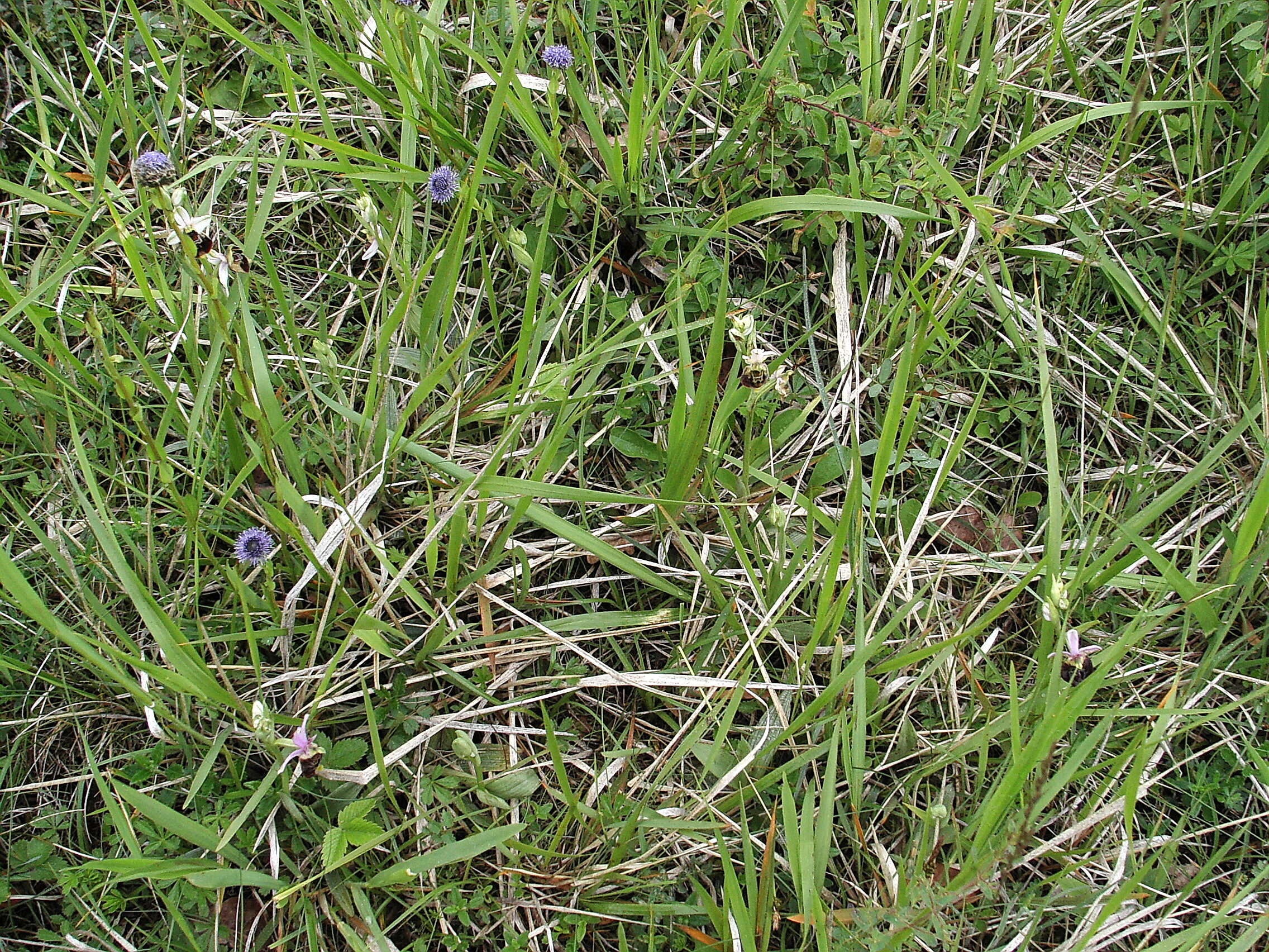 Image of Ophrys holosericea