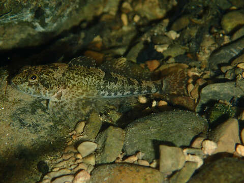 Imagem de Cottus gobio Linnaeus 1758