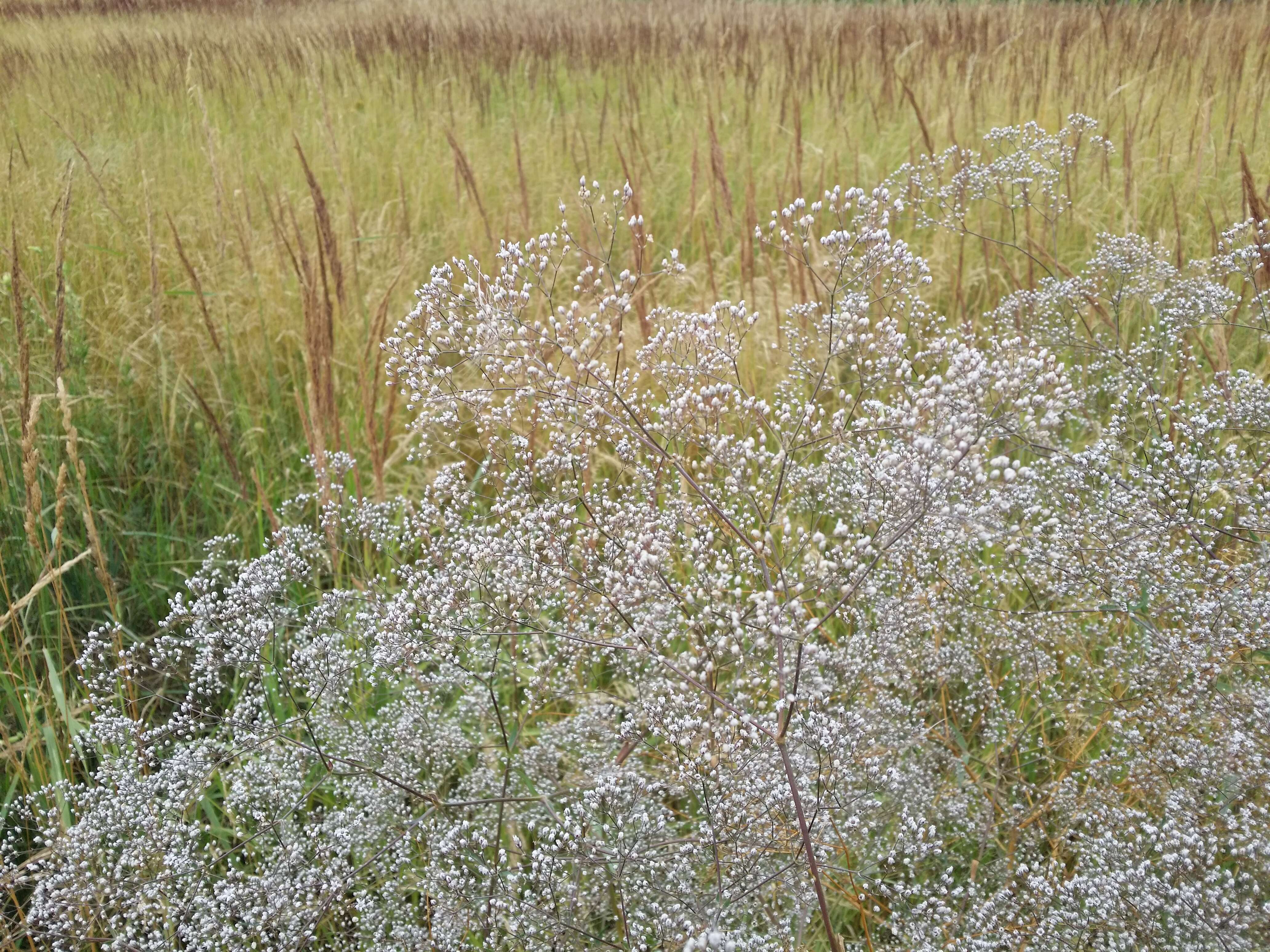 Image de Gypsophila paniculata L.