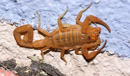 Image of Arizona Bark Scorpion