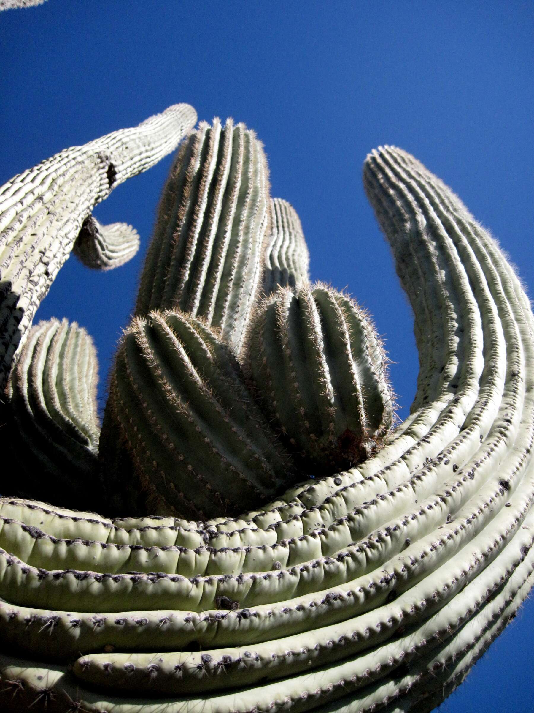 Image of saguaro