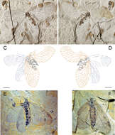 Image of Choristopsychidae