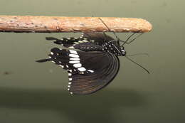 Image of Papilio polytes Linnaeus 1758