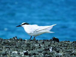 Image of Black-naped Tern