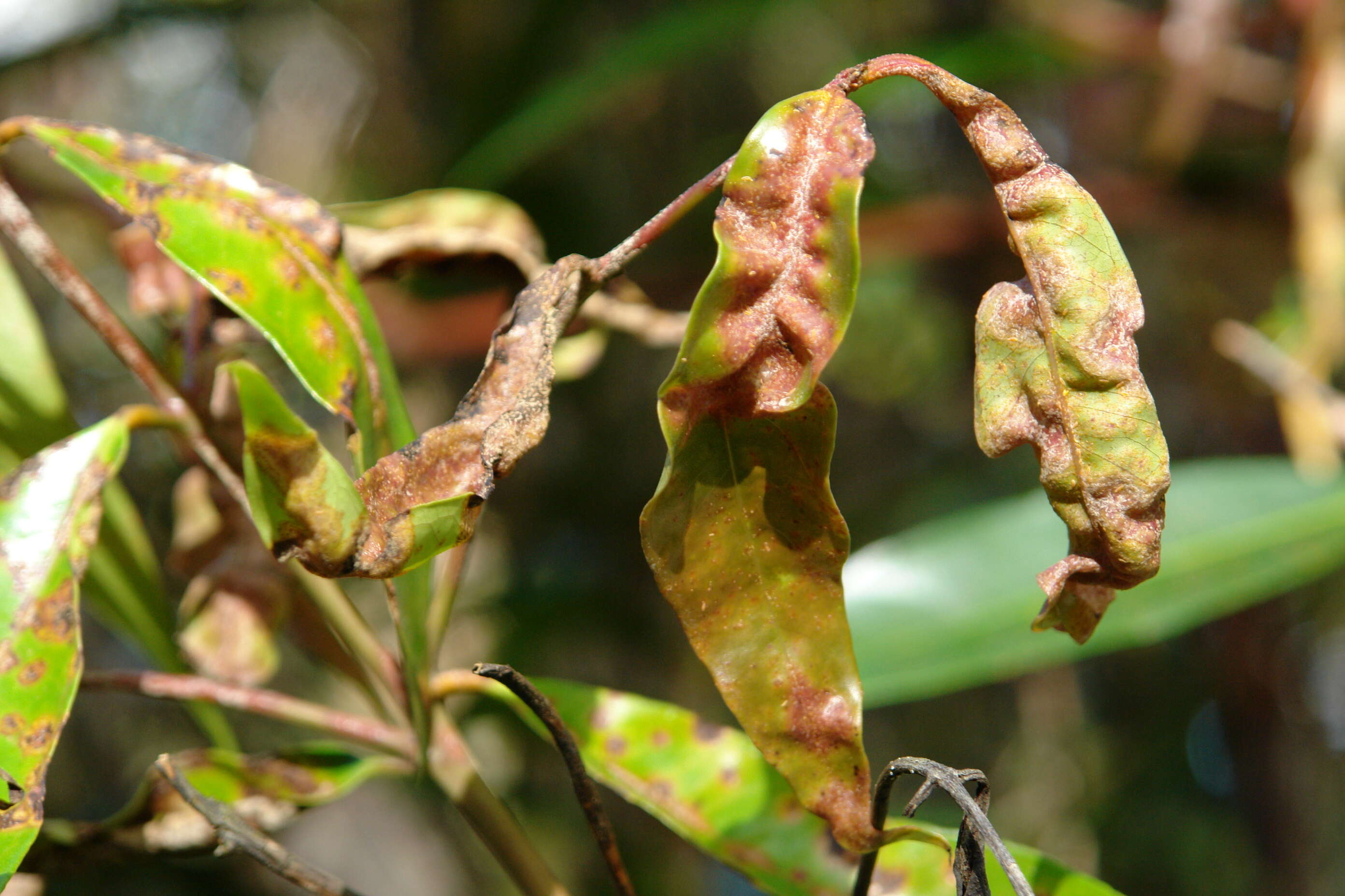 Image de Austropuccinia psidii (G. Winter) Beenken 2017