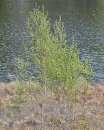Image of Brown Birch