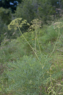 Image of <i>Laserpitium siler</i>