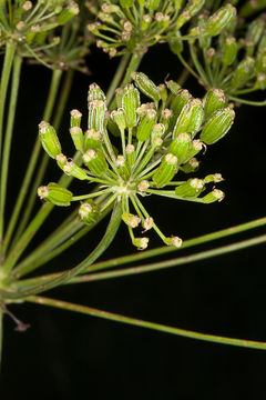 Image of <i>Laserpitium siler</i>