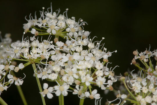Image of <i>Laserpitium siler</i>