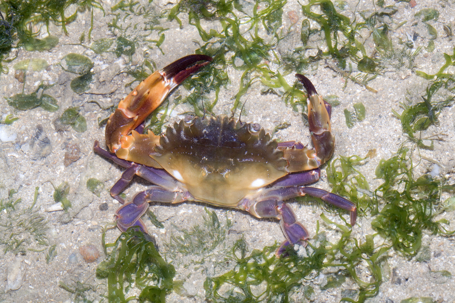 Image of Crab