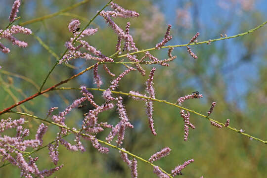 Image of saltcedar