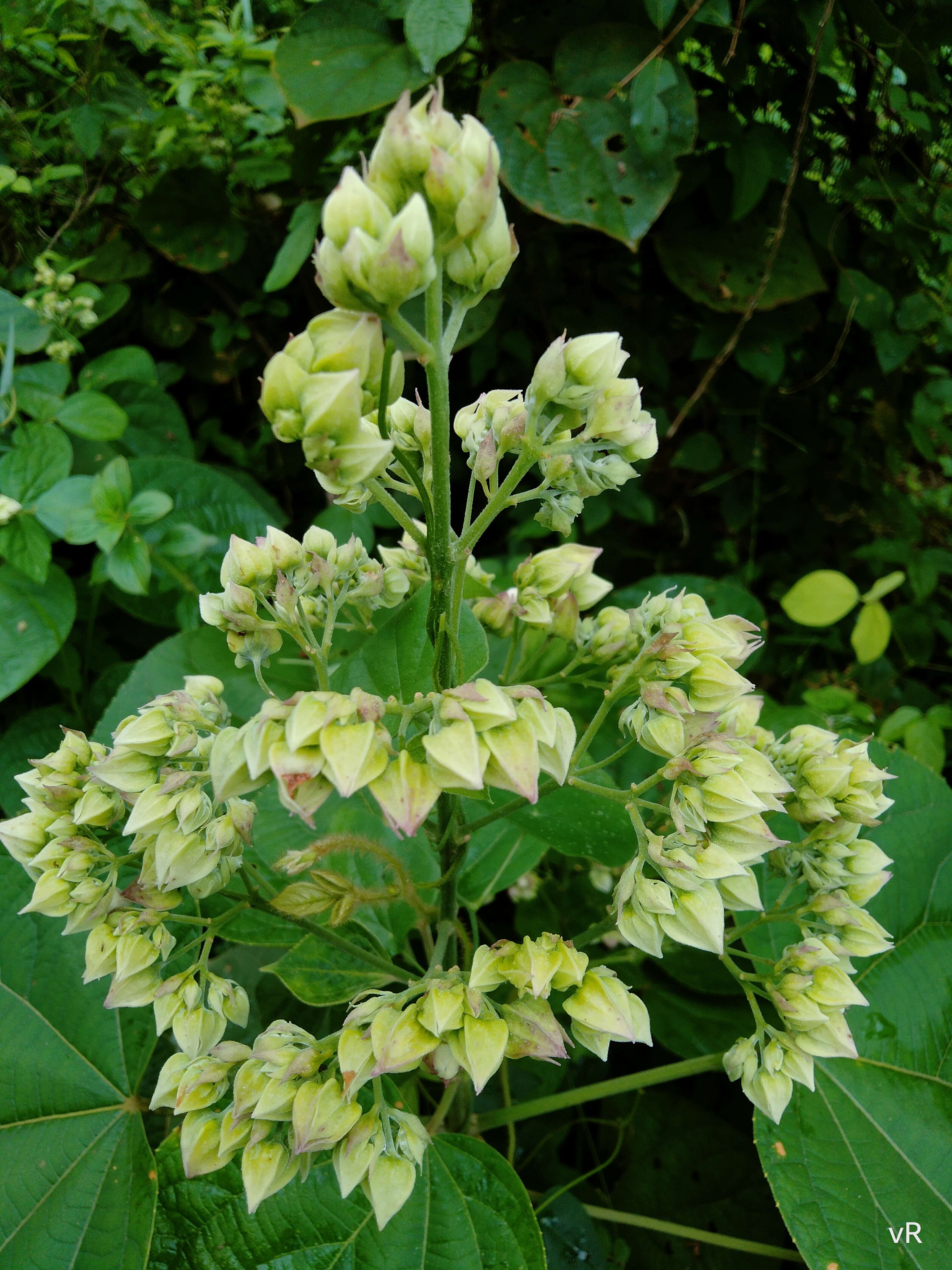 Image of Clerodendrum infortunatum L.