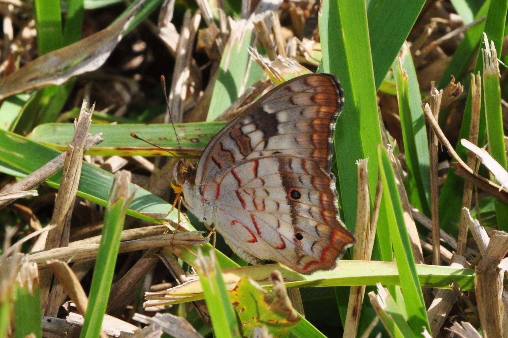 Image of White Peacock