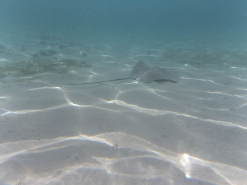 Image of <i>Himantura fai</i>