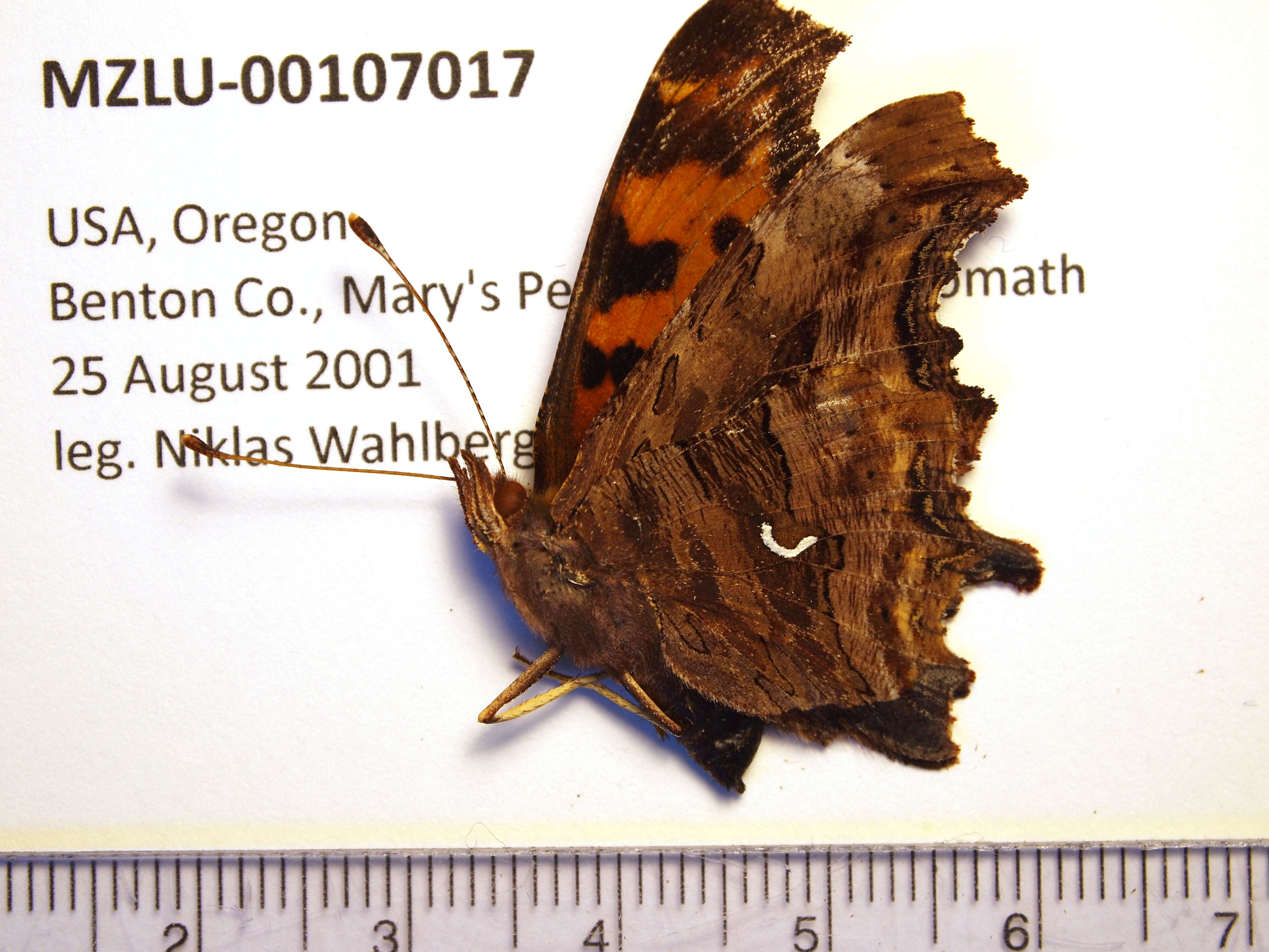 Image of Satyr Comma