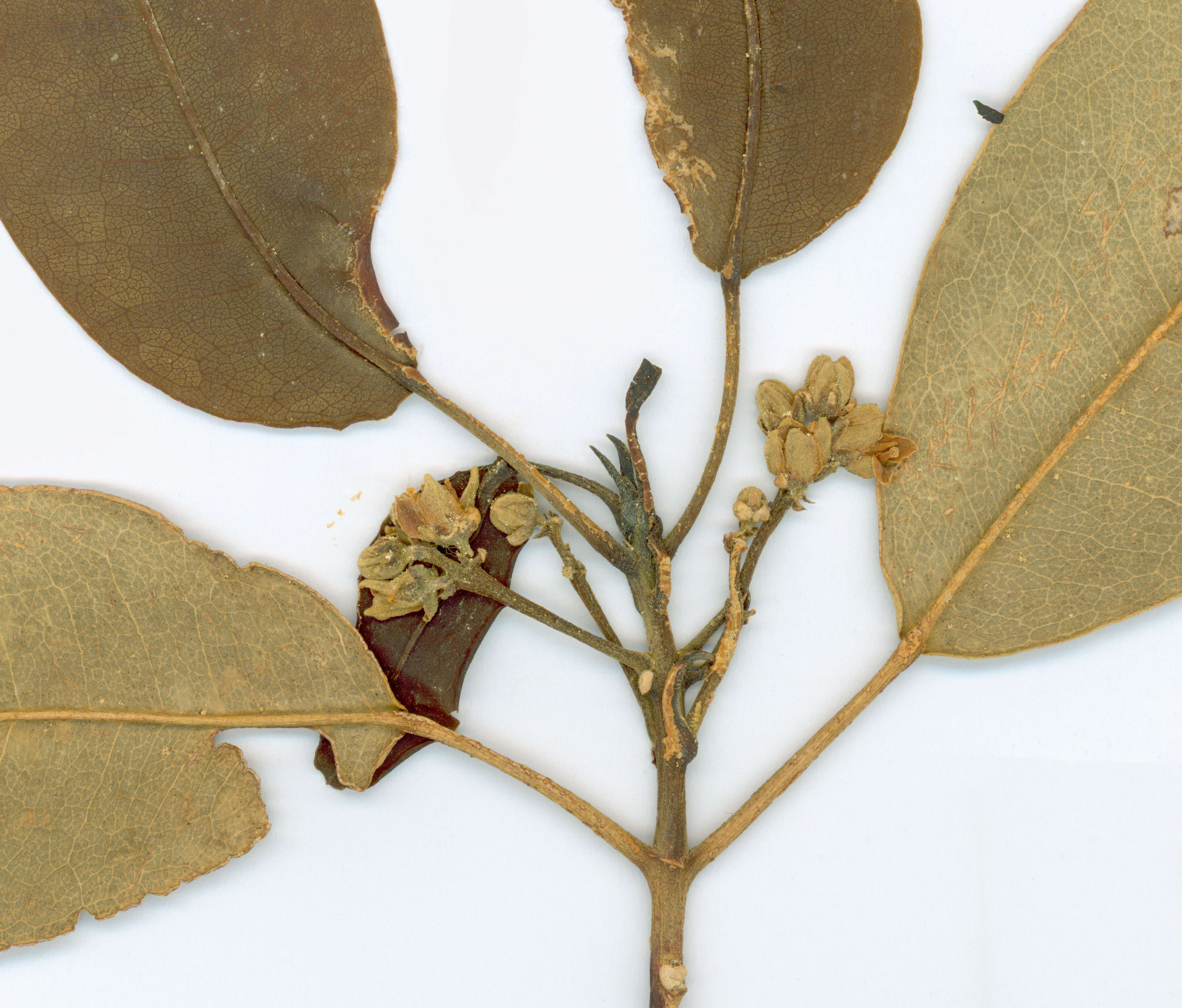 Image of Sarcomelicope simplicifolia (Endl.) T. G. Hartley