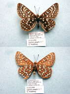 Image of Euphydryas anicia