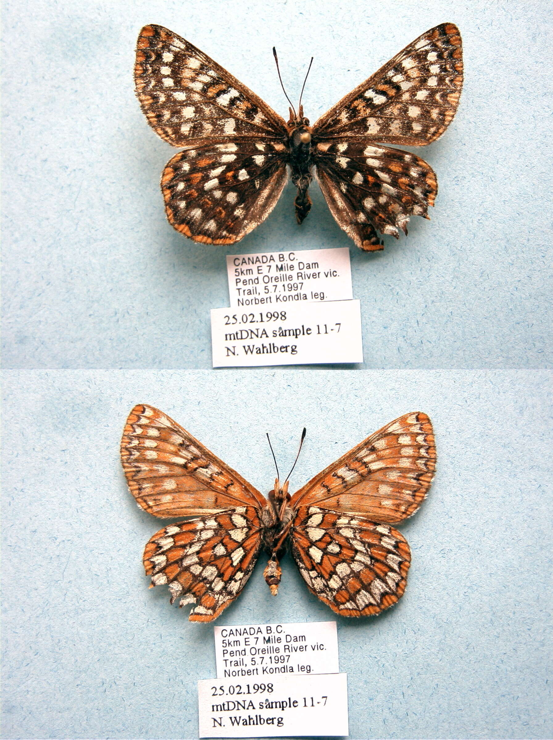 Image of Euphydryas anicia