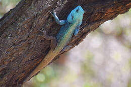 Image of Black-necked Agama