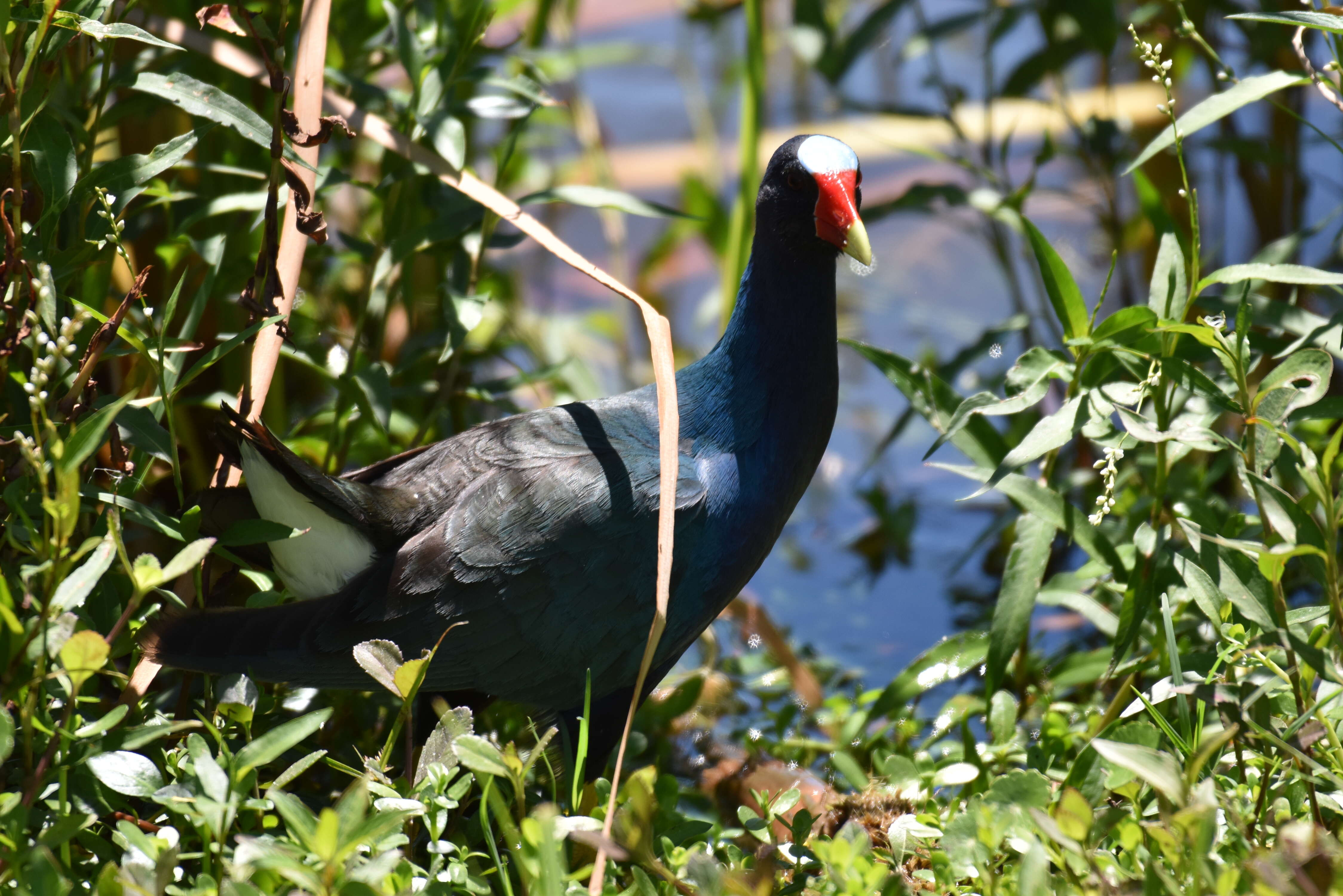 Image of American Purple Gallinule