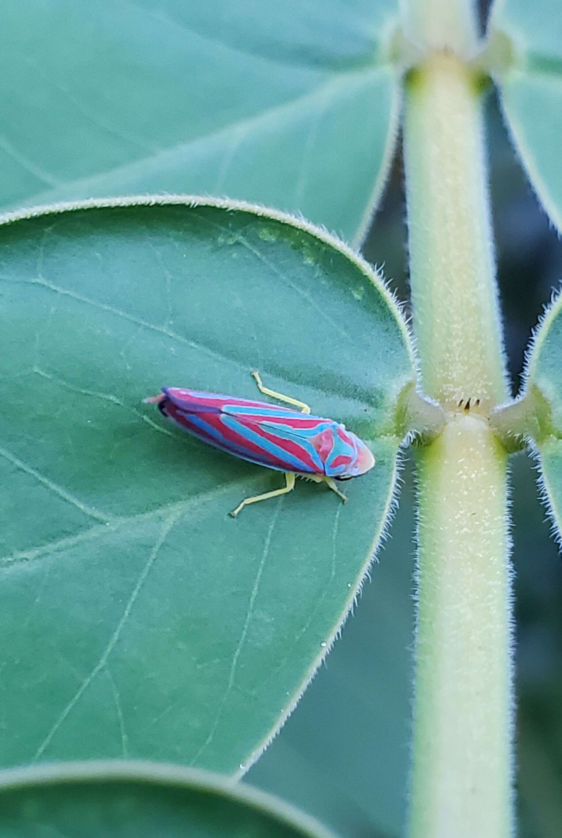 Graphocephala coccinea (Forster & J. R. 1771)的圖片