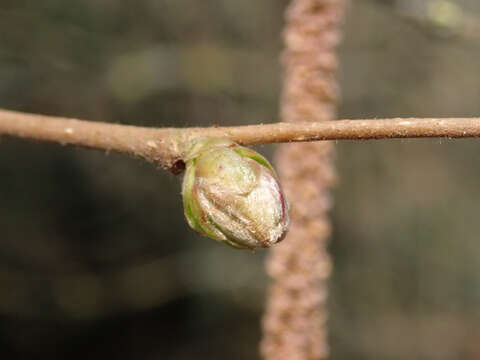 Image of American Hazel