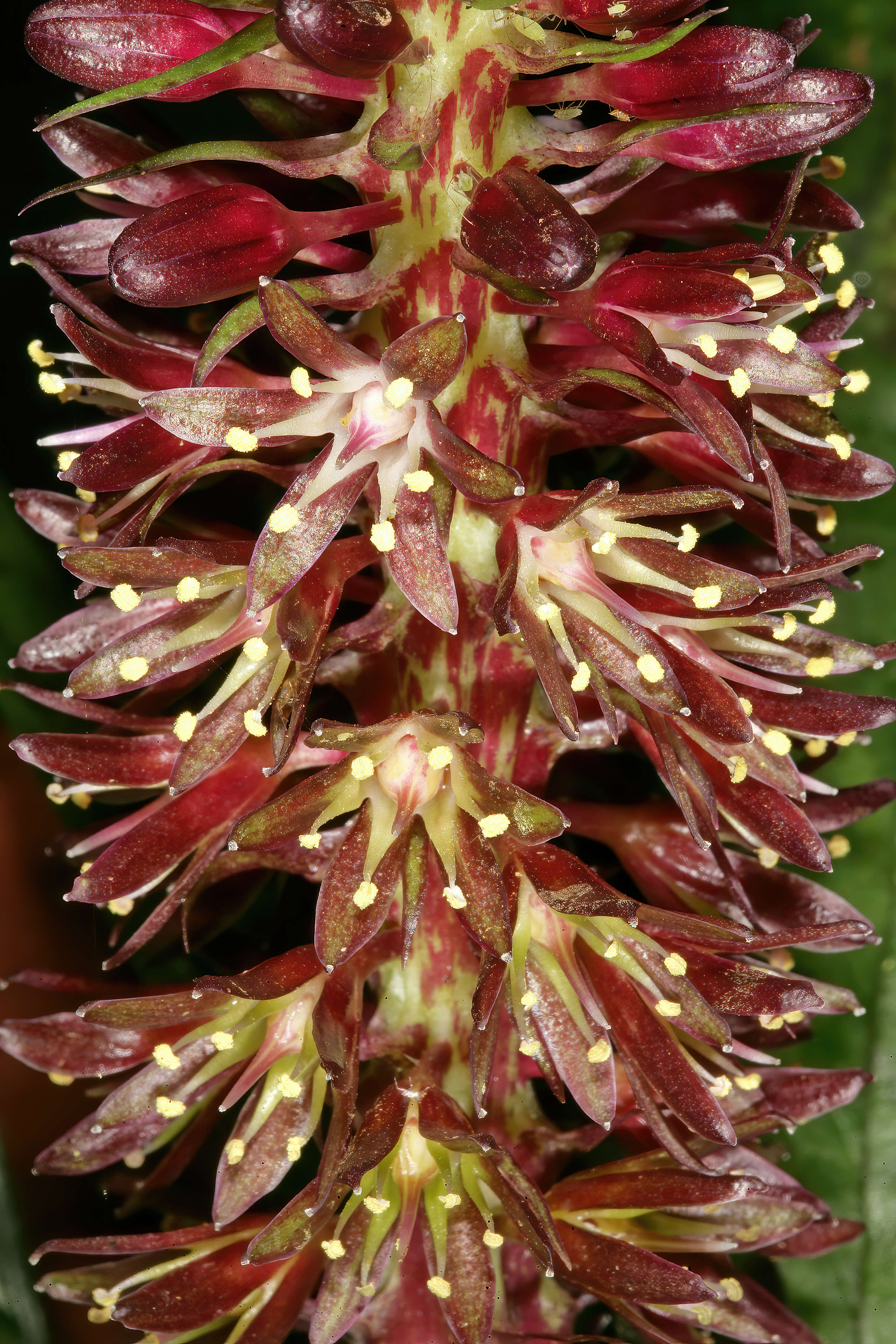 Image of Eucomis vandermerwei I. Verd.