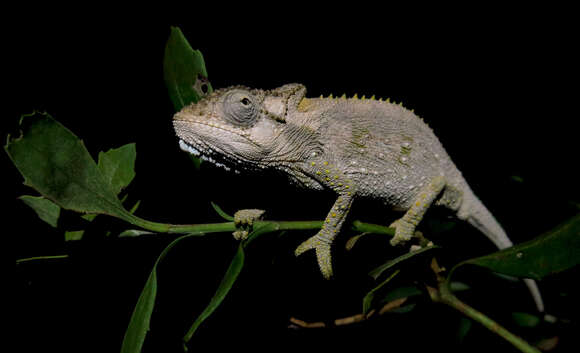 Image of Eastern Cape Dwarf Chameleon