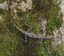 Image of Guantanamo  Anole