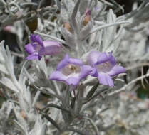 Imagem de Eremophila nivea R. J. Chinnock