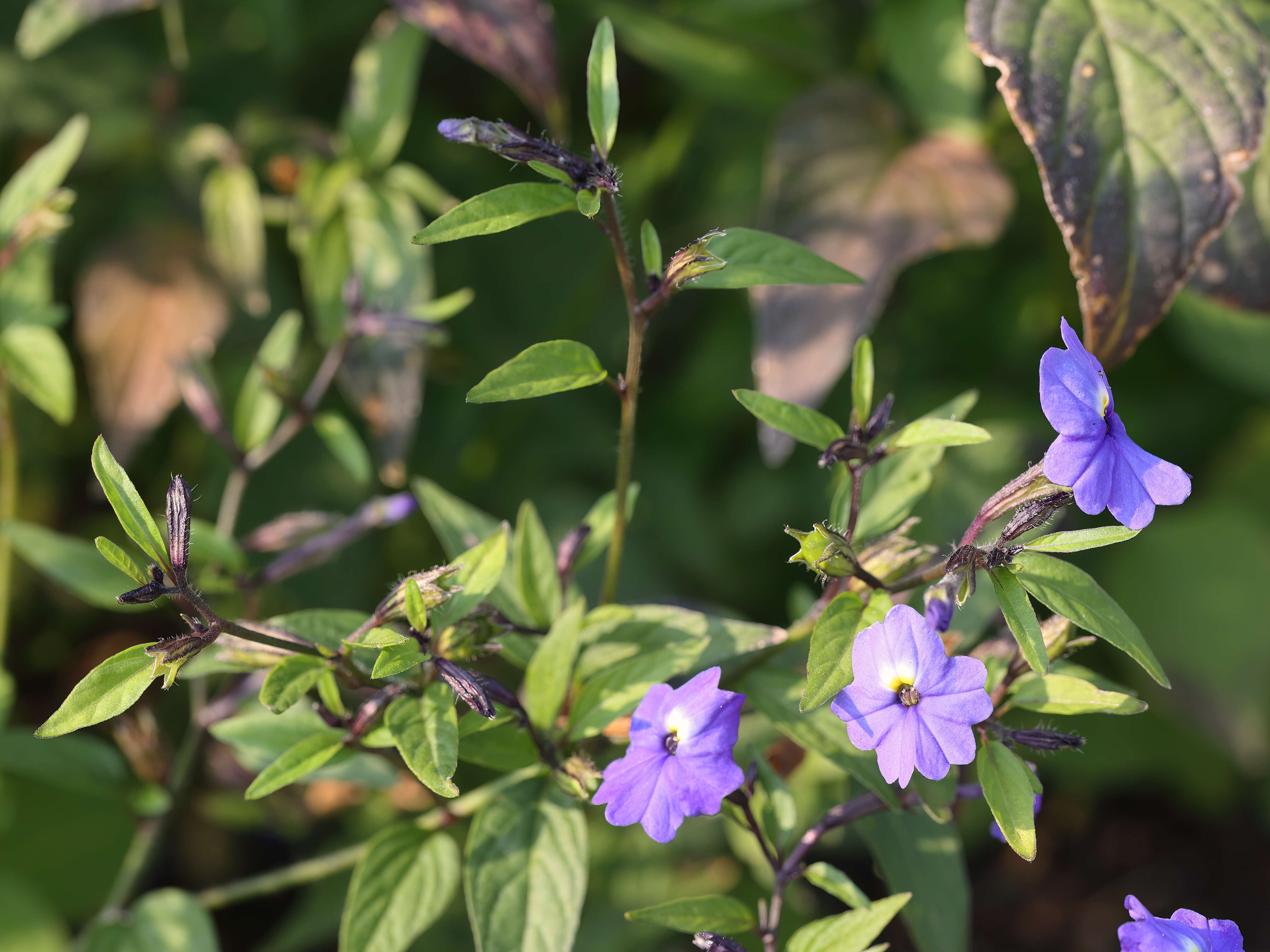 Image of Jamaican forget-me-not