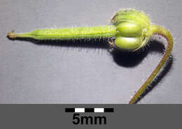 Image of Round-leaved Crane's-bill