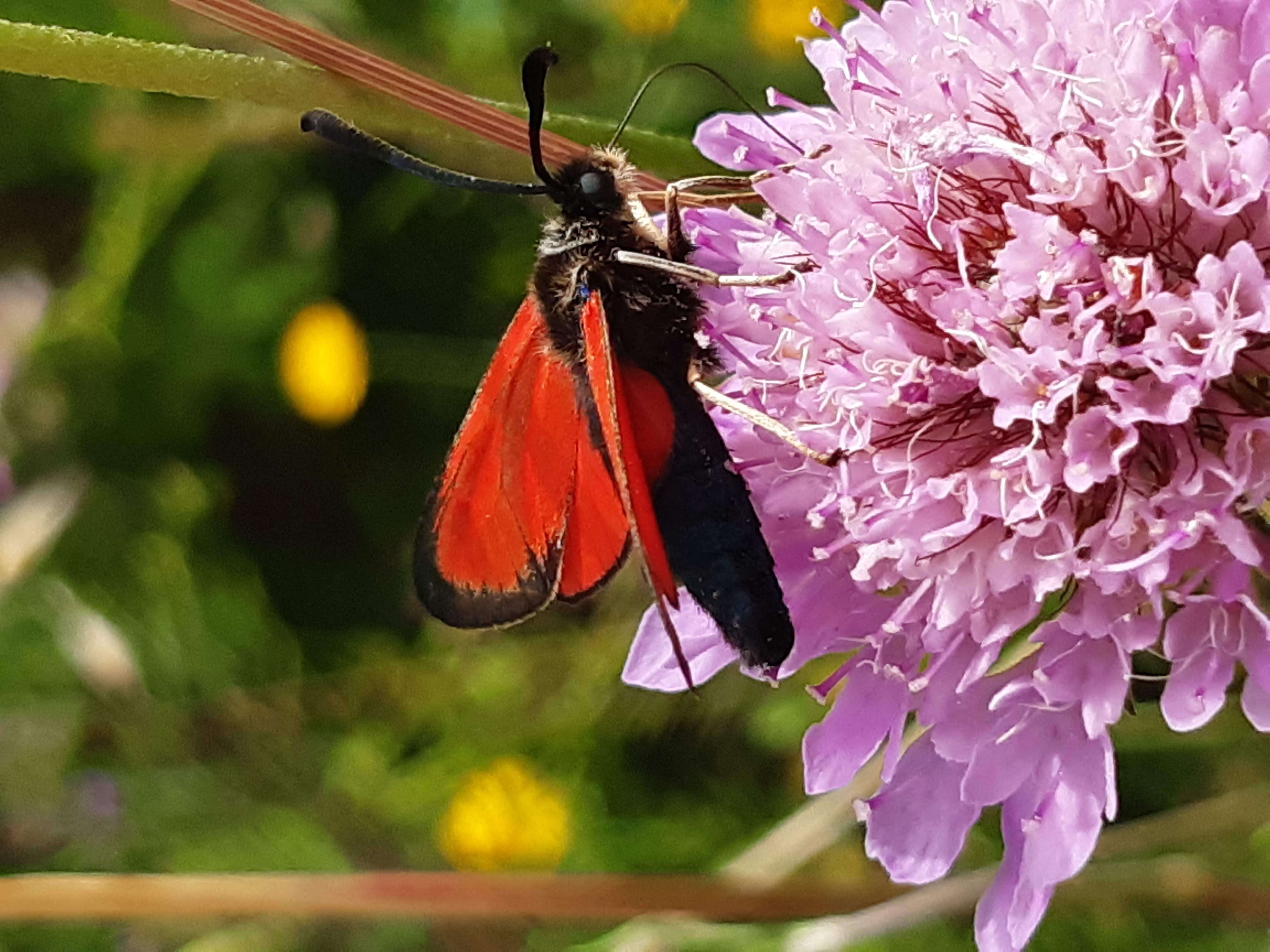 Plancia ëd Zygaena purpuralis Brünnich 1763