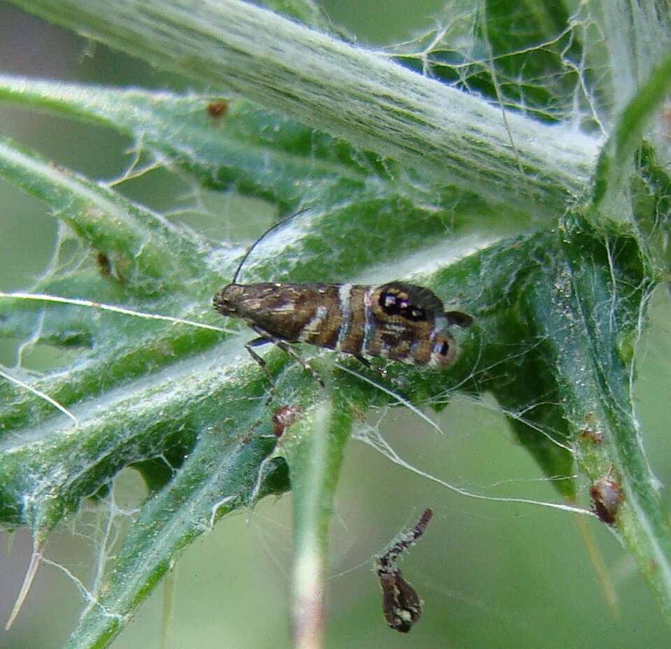 Image of Glyphipterix acronoma Meyrick 1888