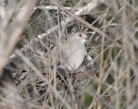 Image of Common Ground Dove