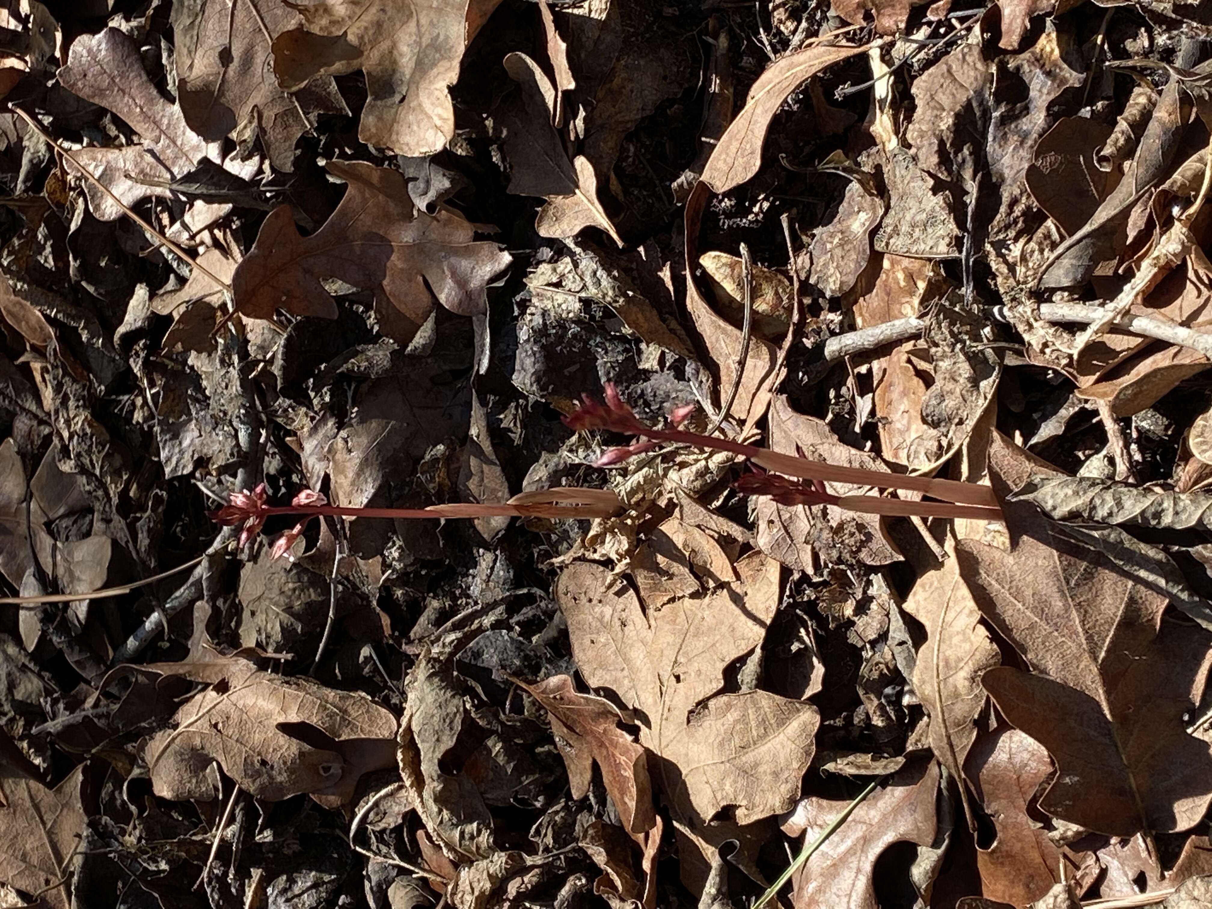 Image of Spring coralroot