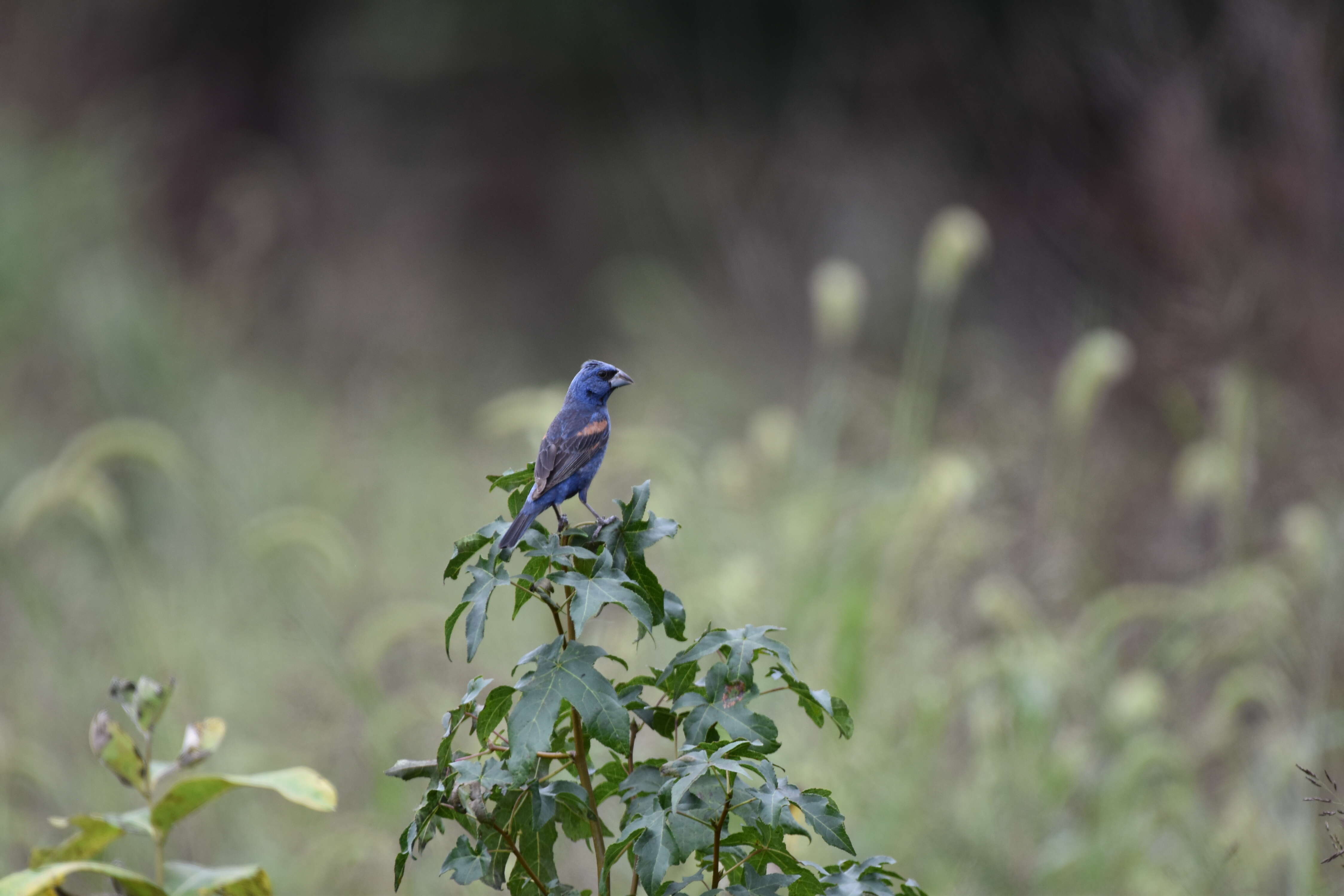 Image of Blue Grosbeak