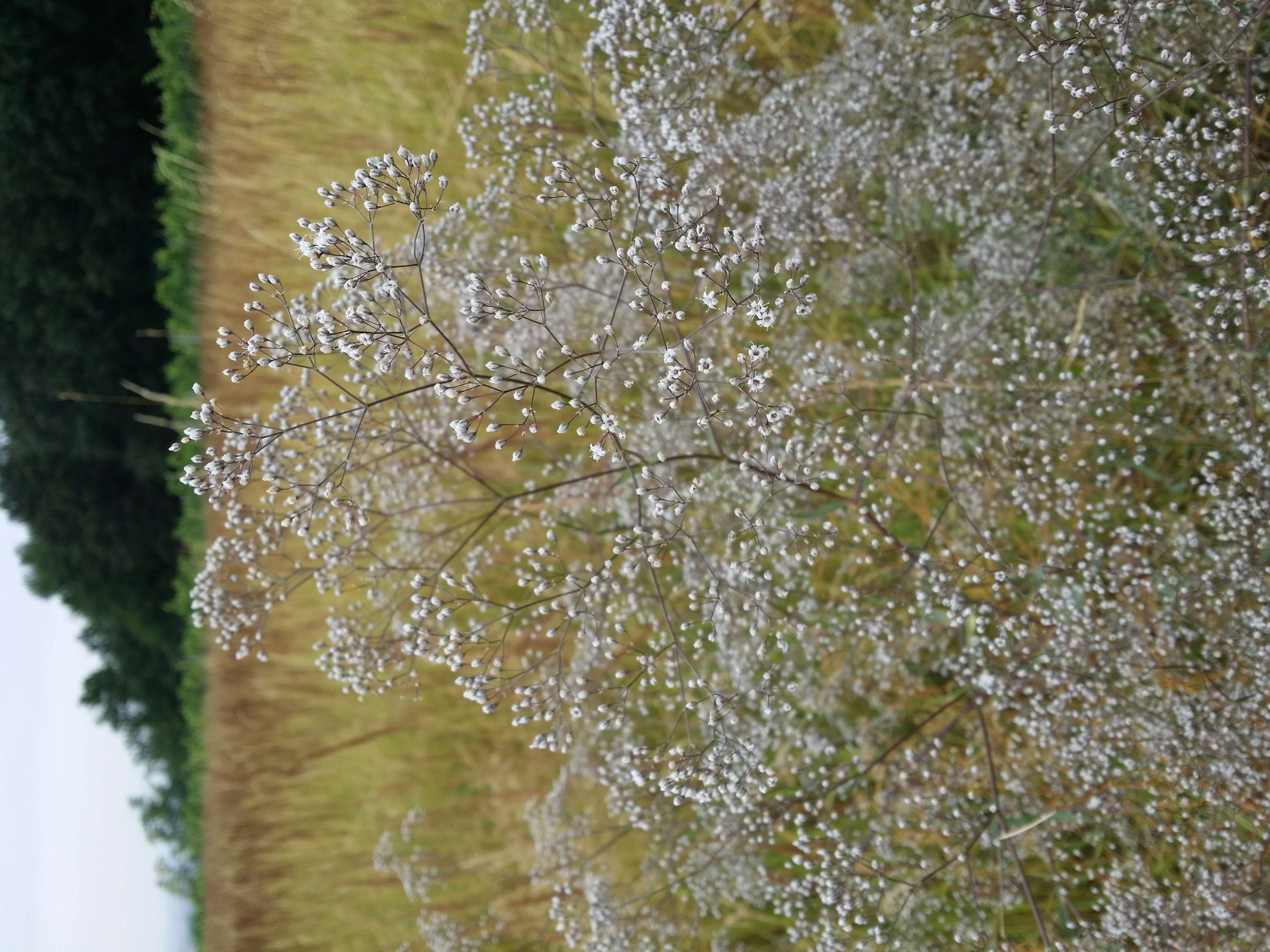 Image de Gypsophila paniculata L.