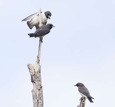 Image of White-breasted Woodswallow