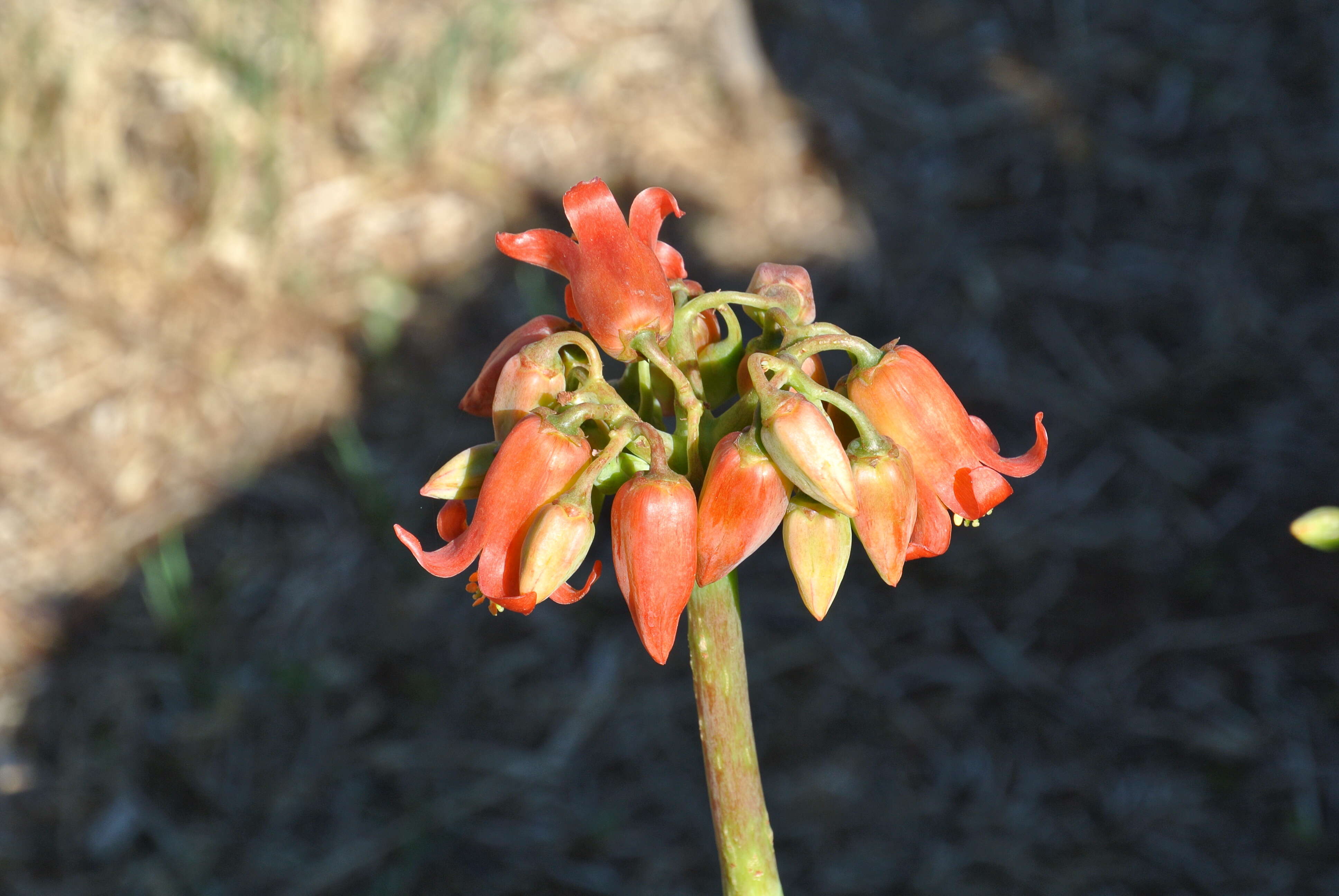 Image of pig's ear