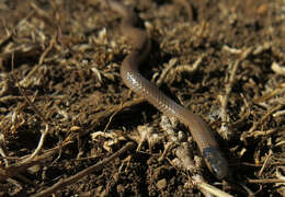 Image of Black-headed Centipede Eater