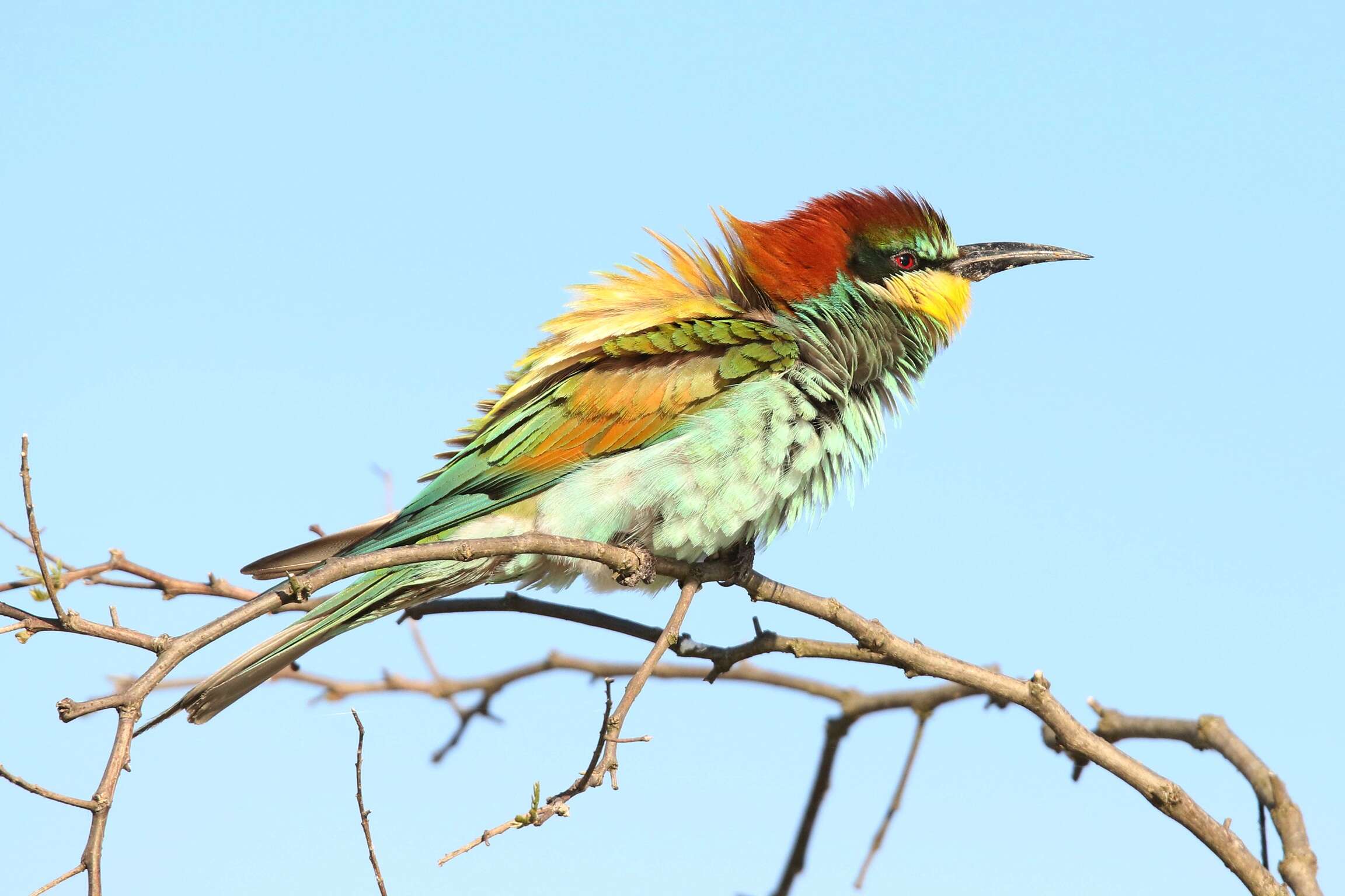 Image of bee-eater, european bee-eater