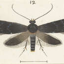 Image of Glyphipterix calliactis Meyrick 1914