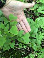 Image of great yellow woodsorrel