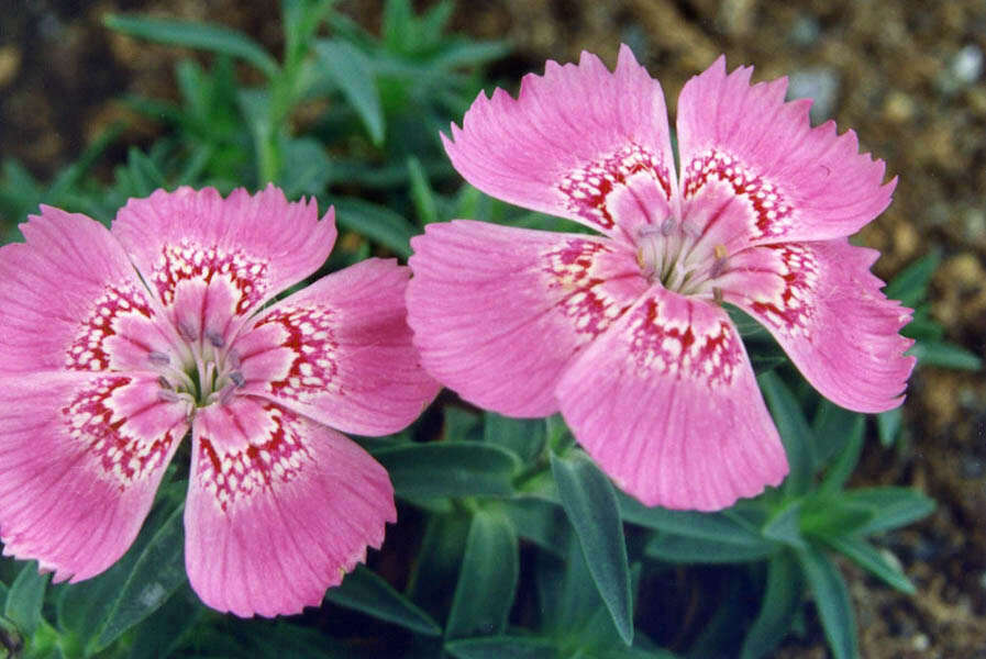 Image de Dianthus callizonus Schott & Kotschy