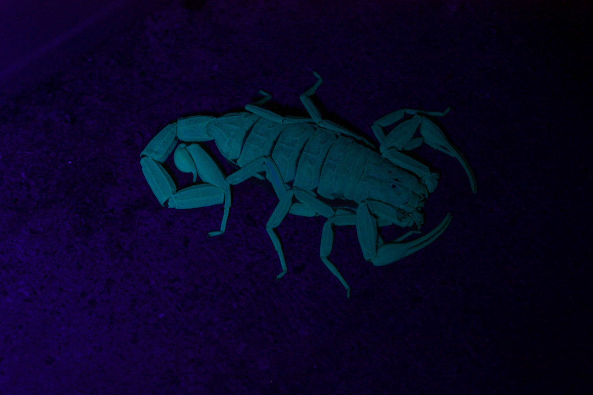 Image of Arizona Bark Scorpion