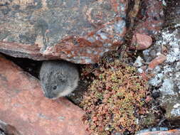 Image of Brown Lemming